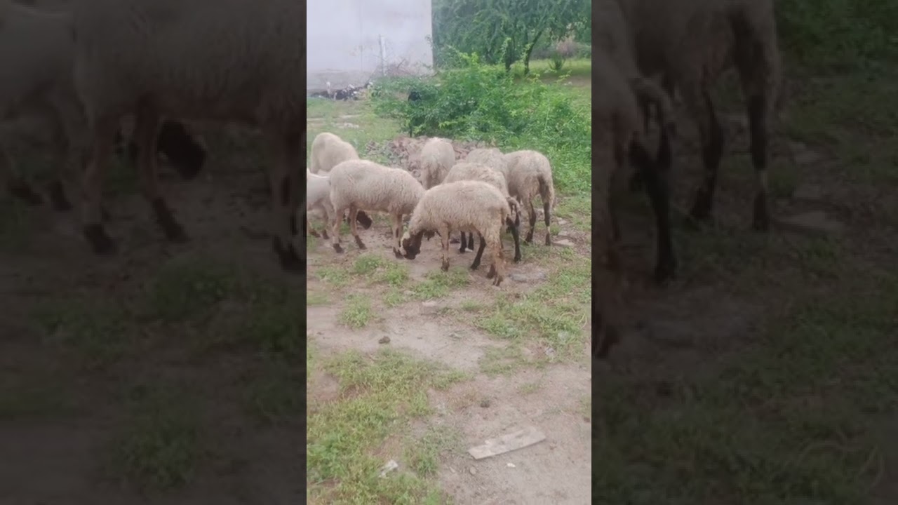 Beautiful Sheeps 