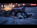 8 Hours Deep Sleep Music for Dogs 🐕 Reduce Stress &amp; Anxiety