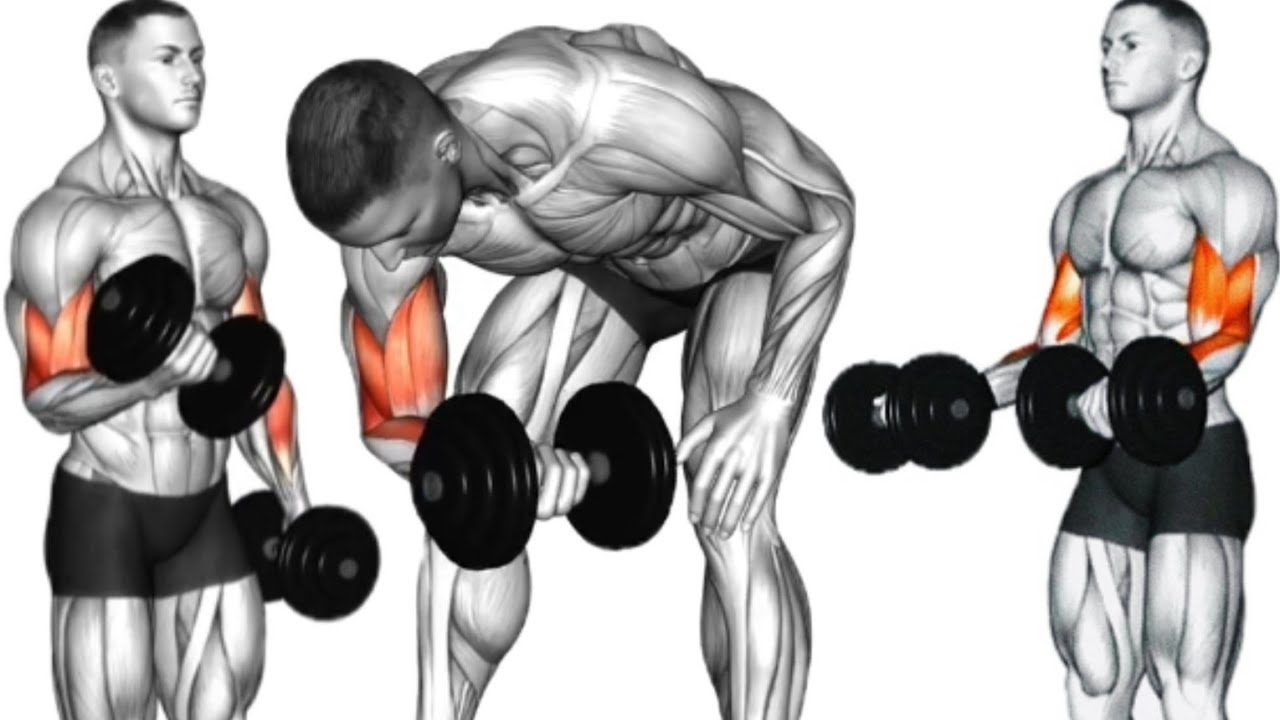 Biceps Workout with Dumbbells 7 Best Exercises to Build Strong Bicep ...