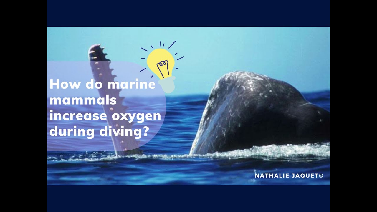 How Do Marine Mammals Increase Oxygen Storage During Diving?