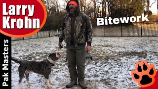 Alapaha Bulldog Training / Testing clarity for the bite