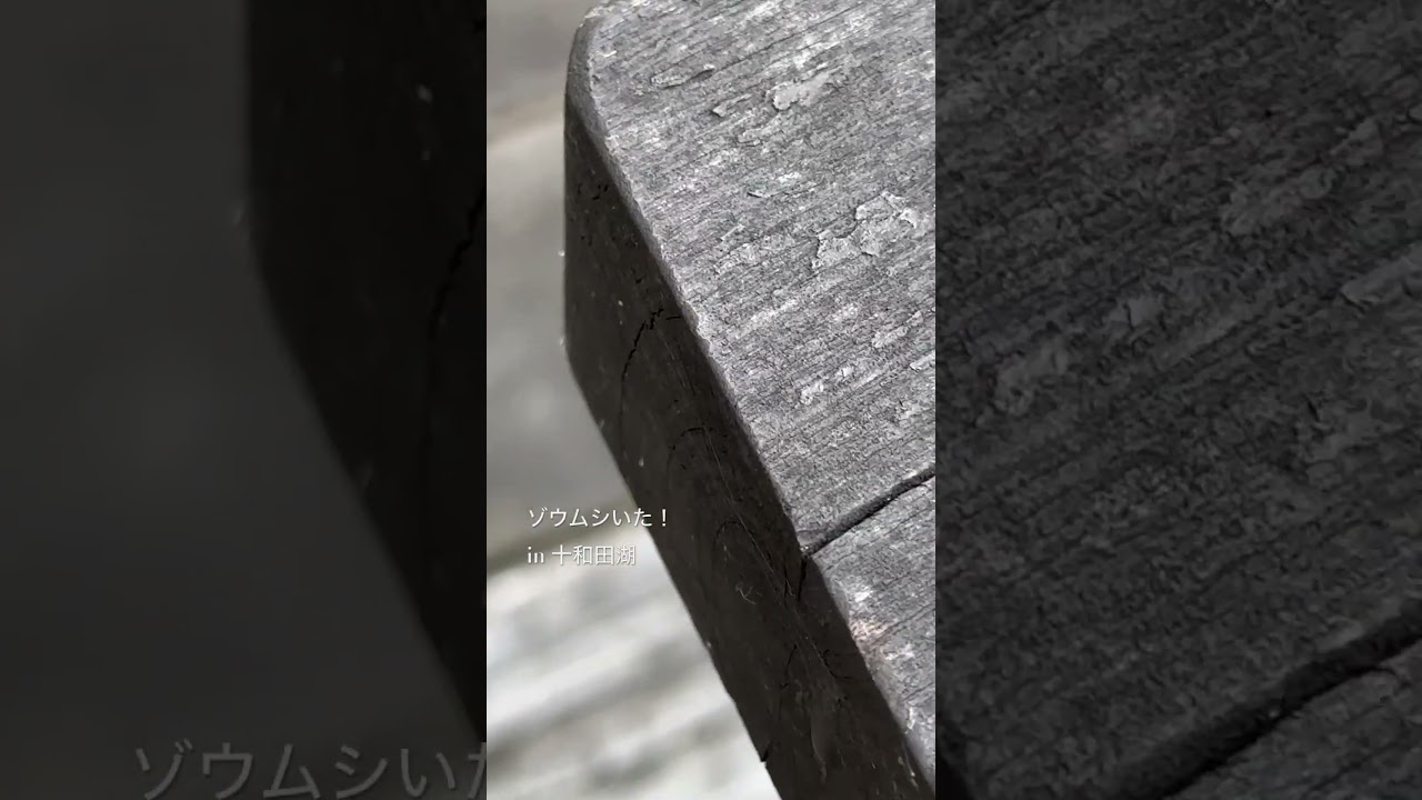 ゾウムシいた！発見　青森県十和田湖