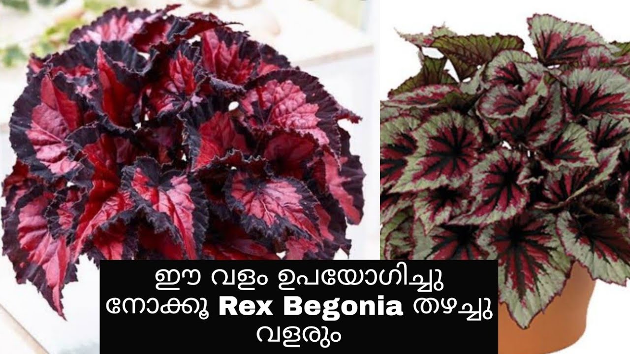 Rex Begonia കാടുപോലെ വളരണോ? ഇതൊന്ന് ചെയ്ത് നോക്കൂ | Rex begonia plant care and propagation.
