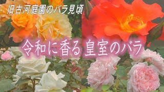 令和に香る皇室のバラ 旧古河庭園のバラ見頃 Youtube