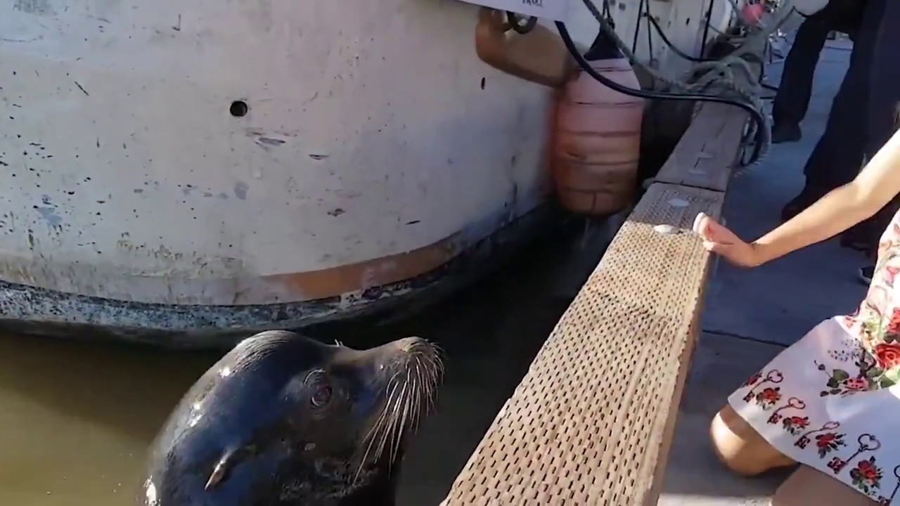 Спасатель мчс. Морские львы. Сом утащил ребенка под воду. Девочку утащил морской котик. Девочку утащил морской котик.