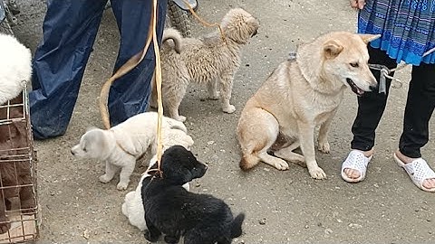 Chợ chó lớn nhất Tây Bắc. Chợ chó Bắc Hà 24/1/2021
