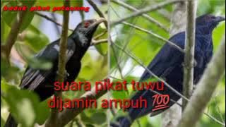 suara pikat burung tuwu Sulawesi dijamin ampuh 💯 buat pikatan