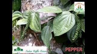 COFFEE ESTATE PLANTATION CROPS