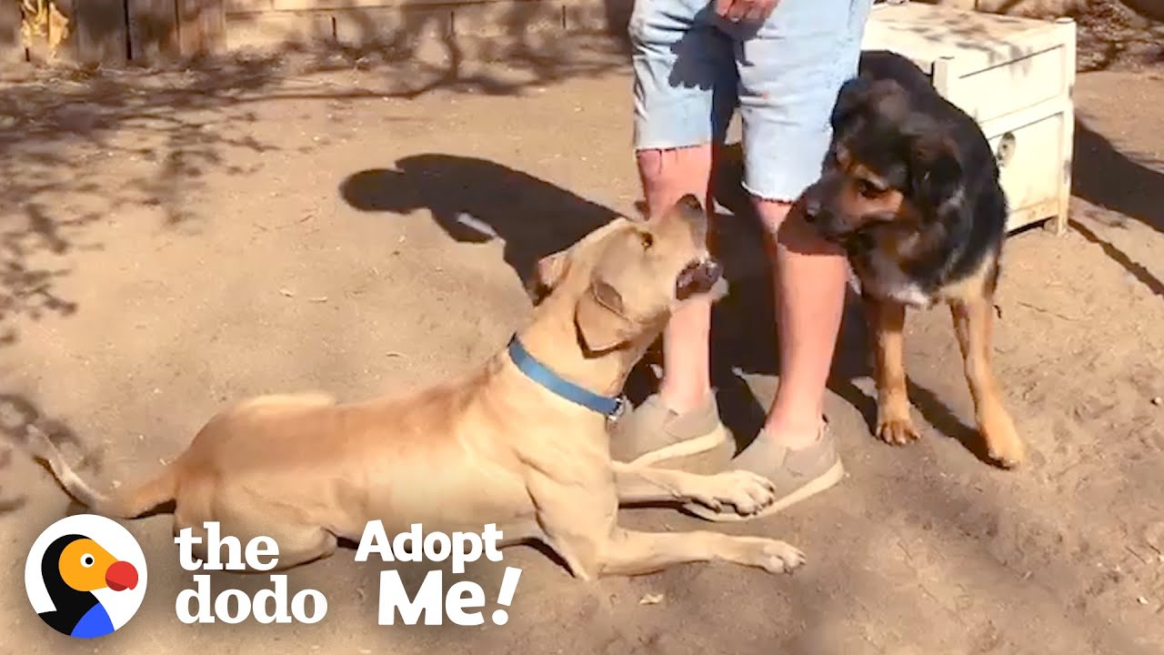 ⁣Stray Dog Refuses to be Caught — Until his Friend Shows Up | The Dodo Adopt Me!