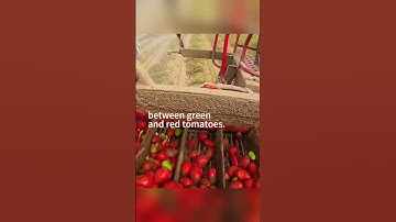 😘The Taklamakan Desert in Xinjiang sees a bumper tomato harvest!🍅Check out the amazing Color sorters