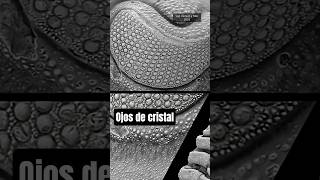 Ojos de cristal