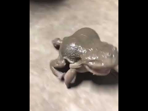 صوت غريب للضفدع