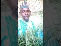 Anfanin Tsiran Bishiyar Bagaruwar Kasa Ko Gabaruwar Kasa Ajikin Mutu 