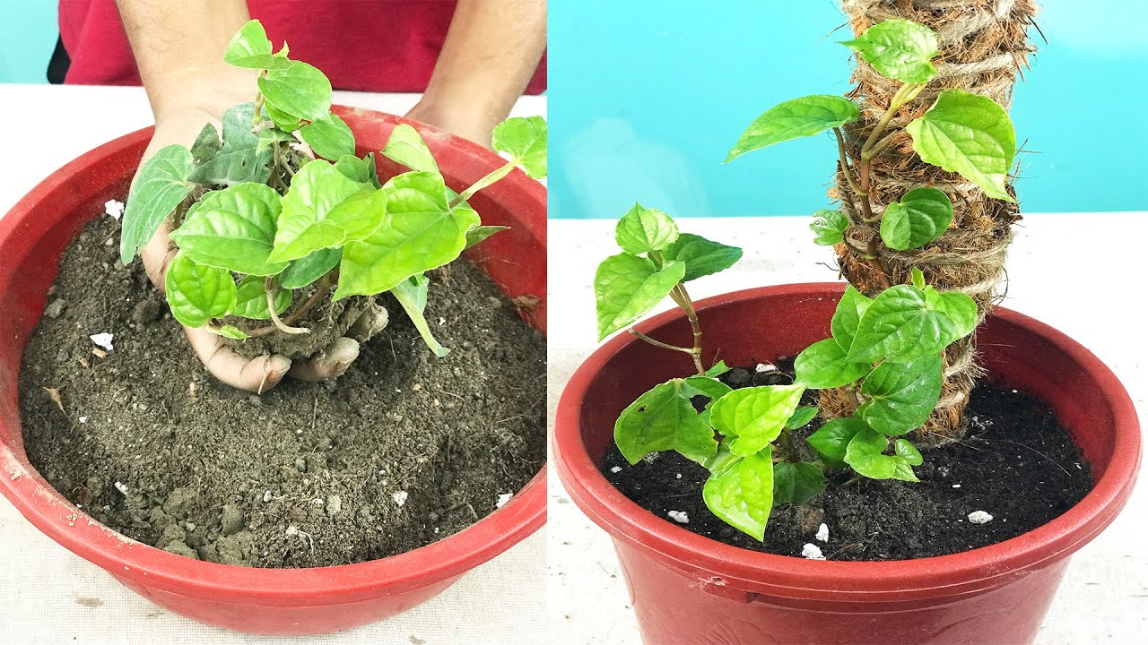 How to grow Betel Leaf plant easily in pot at home | Paan plant care ...