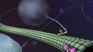 What is Kinesin? Ron Vale Explains