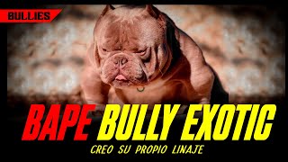 BAPE // AMERICAN BULLY EXOTIC🔥