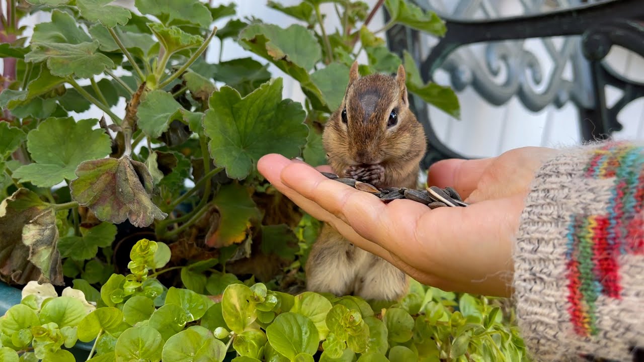 이마도 까지고 거지꼴이였던 다람쥐가 돌아왔다