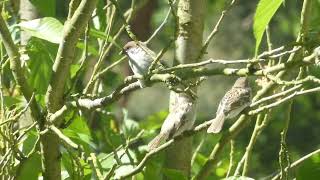 Tree sparrow chicks