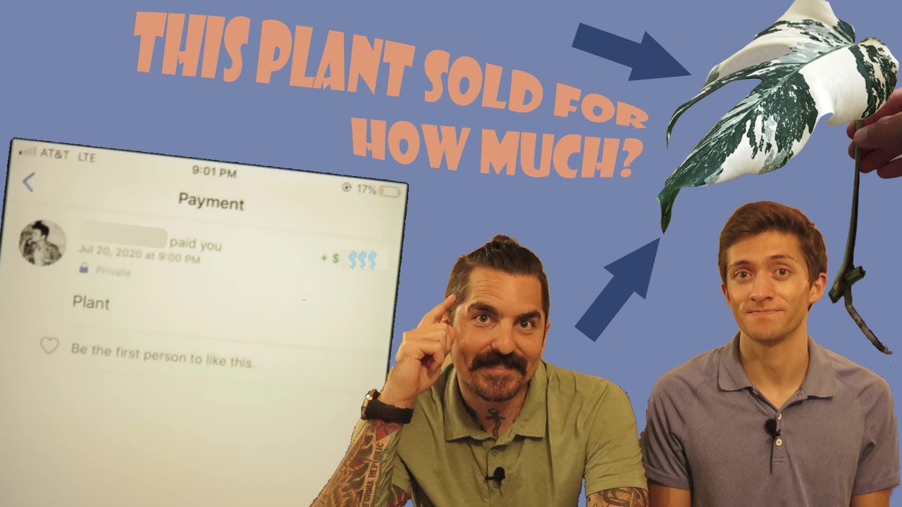 Best Side Hustle Los Angeles - Selling Rare Plants | Variegated Monstera Albo