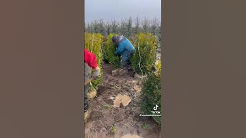 Tieing Branches And Digging Trees    #fieldwork #digging #viralshorts #viralvideo #treeworker
