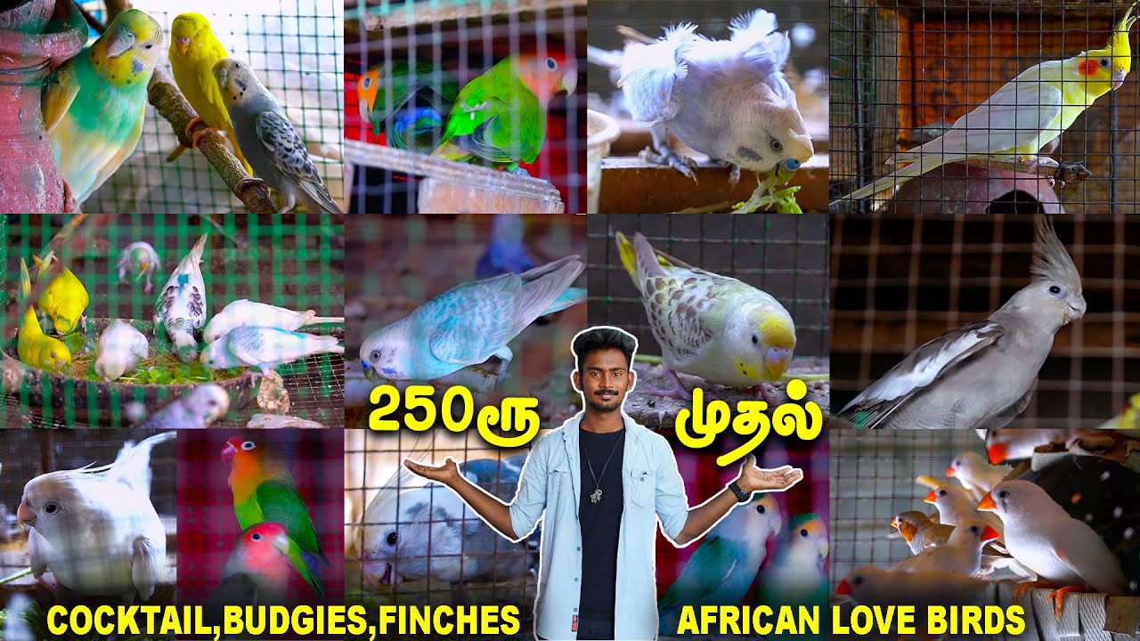 ரூ 250 முதல் Birds for Sale Birds Farm Love birds,Cocktail,African