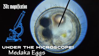 Under the Microscope! Japanese Rice Fish  (Medaka) Eggs!