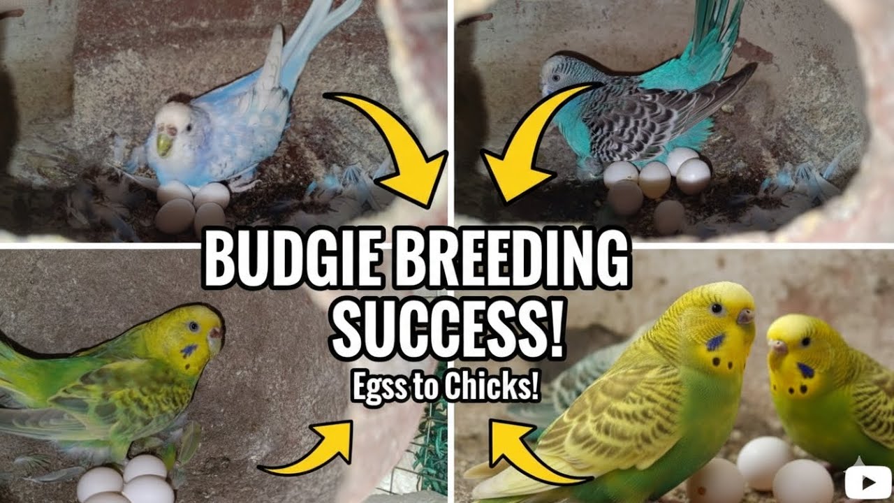Good News! Mere Budgies ne eggs de diye | Budgie Breeding Success ​