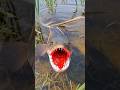 guess the underwater animal #walkingshark #shorts #trending #bigfish #shortsviral #viralvideo #facts