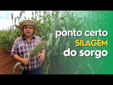 Vídeo: Qual é a diferença entre sorgo forrageiro e sorgo sudangrass?