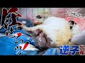【閲覧注意】帝王切開が間に合わず4つ子の自然分娩で逆子出産しました【モザイクなし注意】