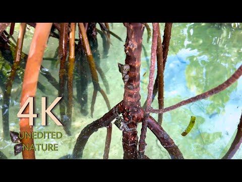 Unedited 4K Nature