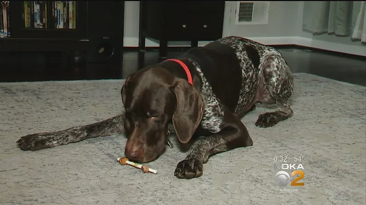 ‘Dognition’ Tests Measure How Our Dogs Think