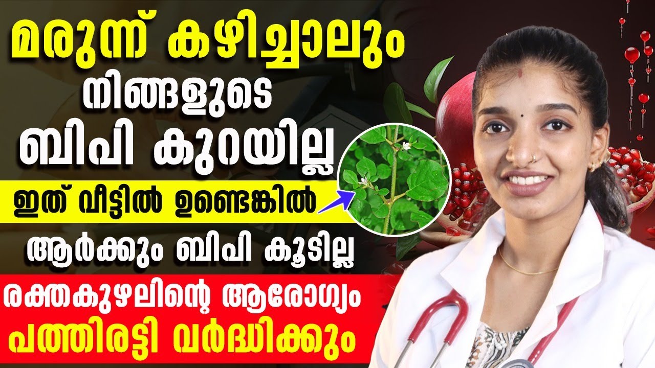 വീട്ടിൽ വളർത്തുന്ന ഇത് കഴിച്ചാൽ ആർക്കും ബിപി കൂടില്ല രക്തകുയാലിന്റ ആരോഗ്യം 10 വർദ്ധിക്കും |