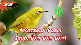 Download lagu Masteran Pleci Isian Wit Wit Wit! Speed cepat Bikin Gantangan Heboh! #masteranpleci #kicaumania