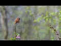 Rufous hummingbird in the rain