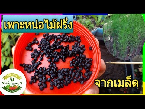 วิธีปลูกหน่อไม้ฝรั่ง ในกระถาง : วิธีเพาะเมล็ดหน่อไม้ฝรั่งให้งอกไว, grow vegetable at home. ep.24