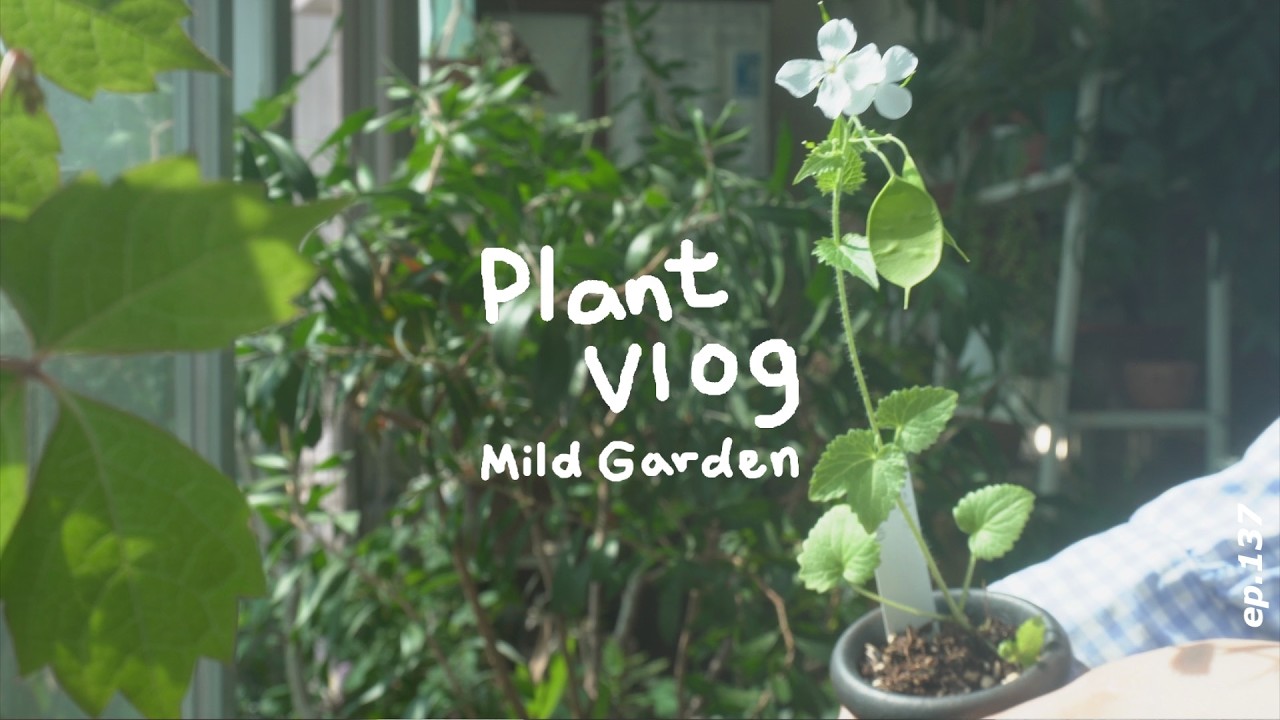[Plant Vlog]🥬콜드플레이 공연장 옆 화훼단지에 다녀왔어요🧚 남사화훼단지에서 데려온 식물들🌸 봄의 꽃과 씨앗🌱ep137
