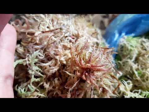 Видео: Где найти живой мох сфагнум?