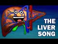 Understanding the Liver: Functions and Processes