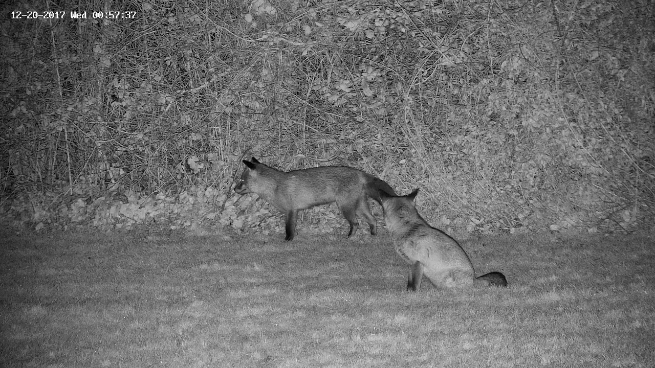 england traduccion Two foxes and some hedge rubbing!