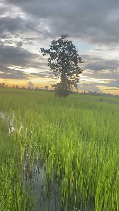 Rice   ASMR&Nature-Inspired  #RiceASMR#RiceSounds#NaturalASMR#RiceCrinkle #NatureASMR#RiceTapping #5