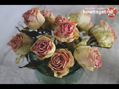 Как засушить розу.