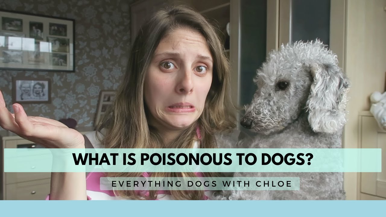 Is Tape Poisonous To Dogs