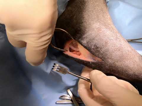 Cranial Cruciate Ligament Repair (Extracapsular)
