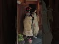 舞妓さんと別れ際に可愛くばいばいする芸妓さん 黒紋付正装 京都宮川町