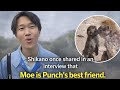Punchs Bester Freund Ist Moe Shikano Interview Punch Panchi Japan Monkey Friend