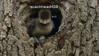 duck minecraft meme