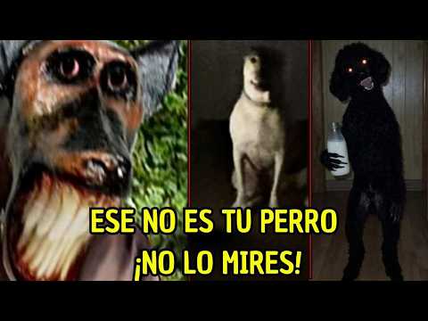 ESE NO ES TU PERRO... NO LO MIRES!
