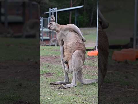 Kangaroo quality control sniff test: PASSED ✅