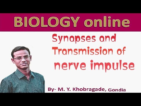 Synapses and Transmission of nerve impulse - YouTube